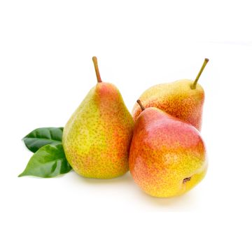 Red Pears - Punnet