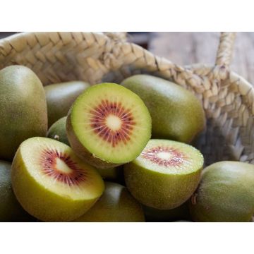 Red Kiwi - 5 pack