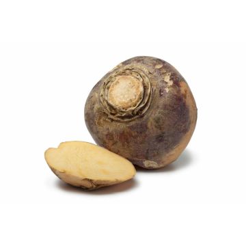 Swede