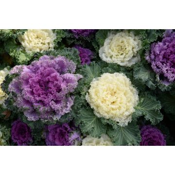 Mixed Variegated Kale - 250g