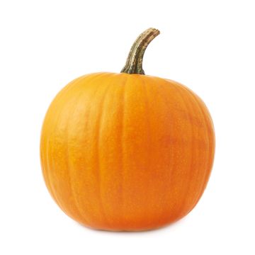 Medium pumpkin
