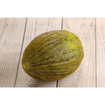 Pia Del Sapo Melon