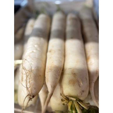 Large Mooli