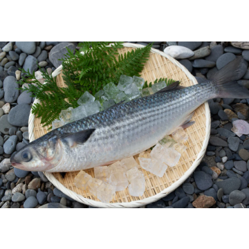 Whole Grey Mullet – Fillet  scaled pin boned - 500G